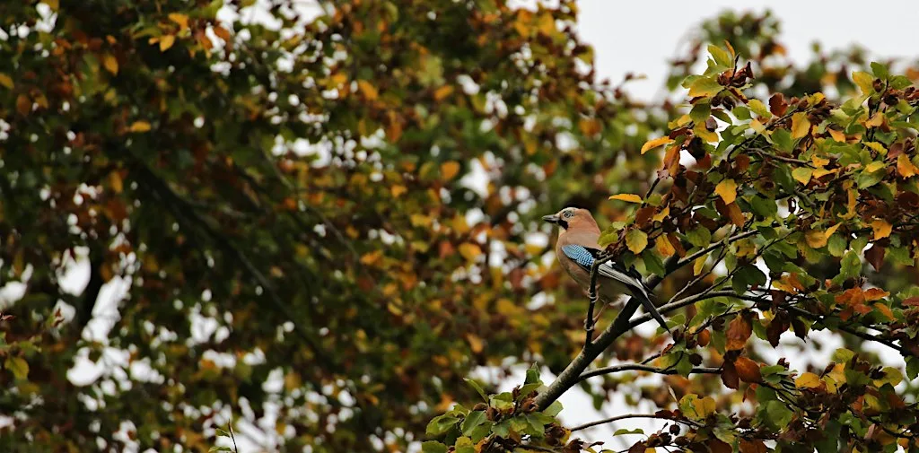 Autumn Bird Walk