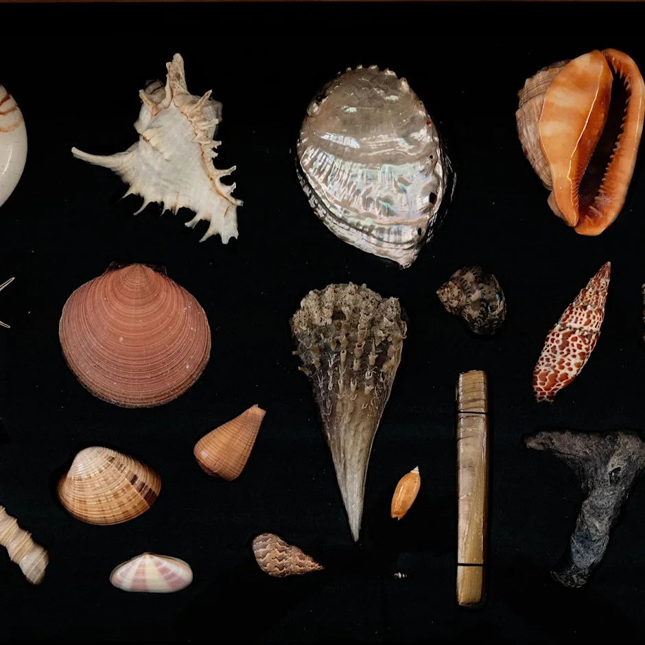 Children’s Highlight Tours: Fun Facts from the Collection at Perth Museum