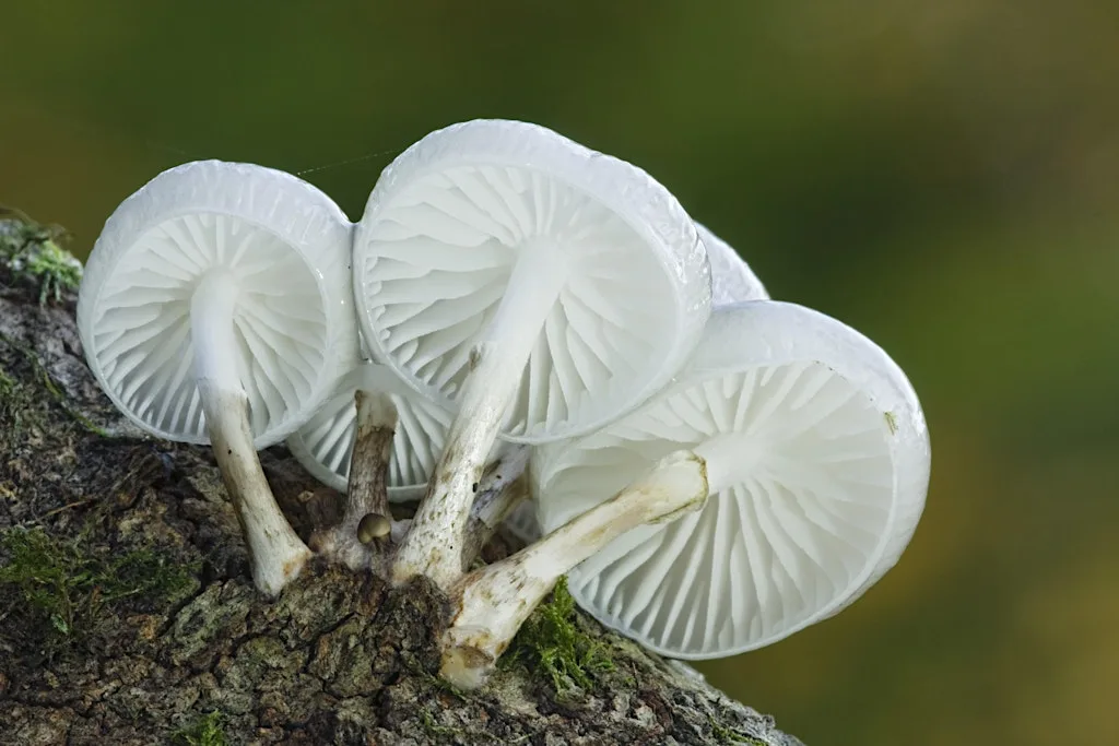 Fungal Foray with local expert David Mitchell