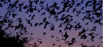 Bats! Bats! Bats! at Riverside Park
