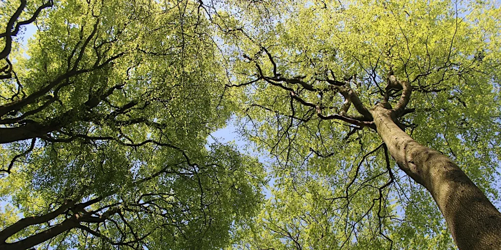 Trees of Great Park at Great Park Community Centre