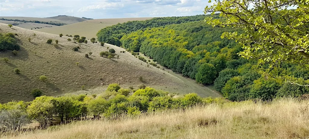 Wilder Melbury and Melbury Down at Pull-in off Donhead Hollow
