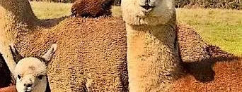 FROM THE ANDES TO THE OUTBACK: acclimatising alpacas in the British Empire at Saltaire Methodist Church