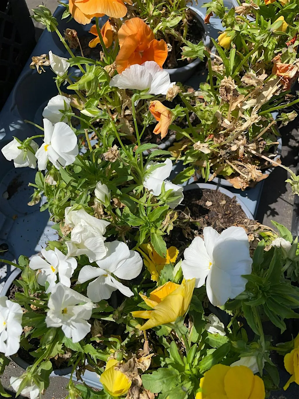 Wildflower Nursery Meet & Grow Session
