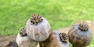 Poppy seed harvesting and crafting workshop