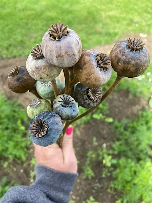 Poppy seed harvesting and crafting workshop