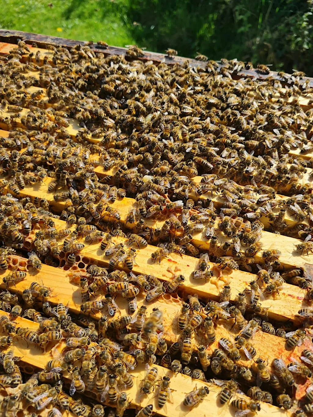 Beekeeping for beginners at Victory Hall