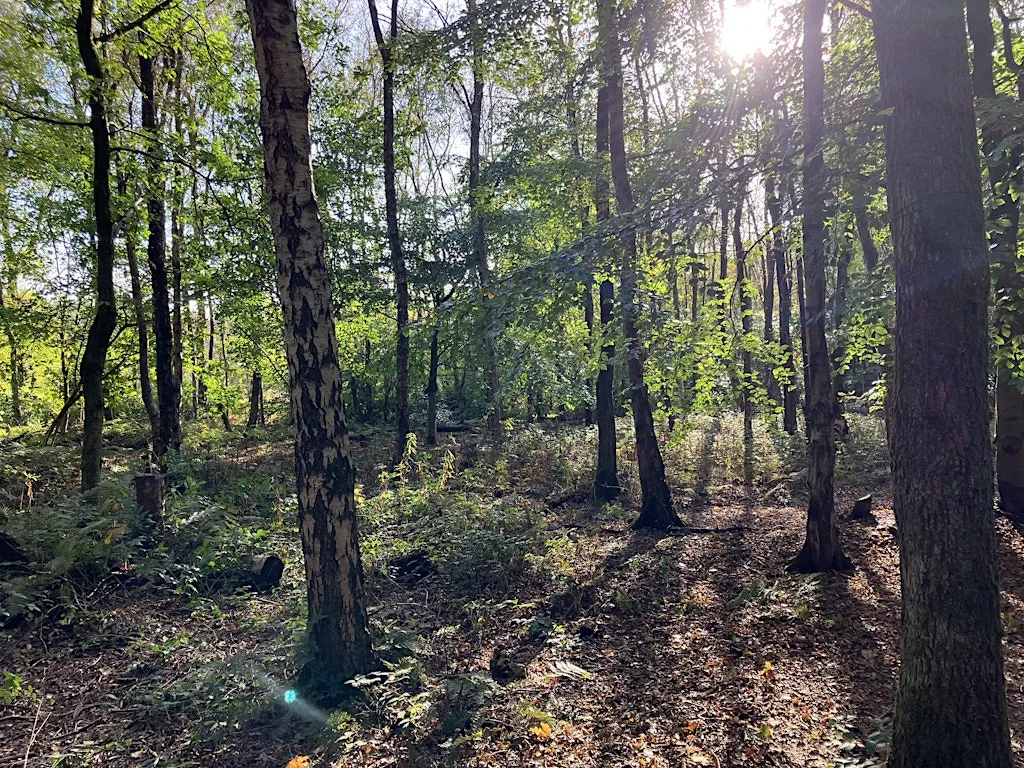 Woodland Whittling: Carve, Create & Connect at Laudato Si Centre