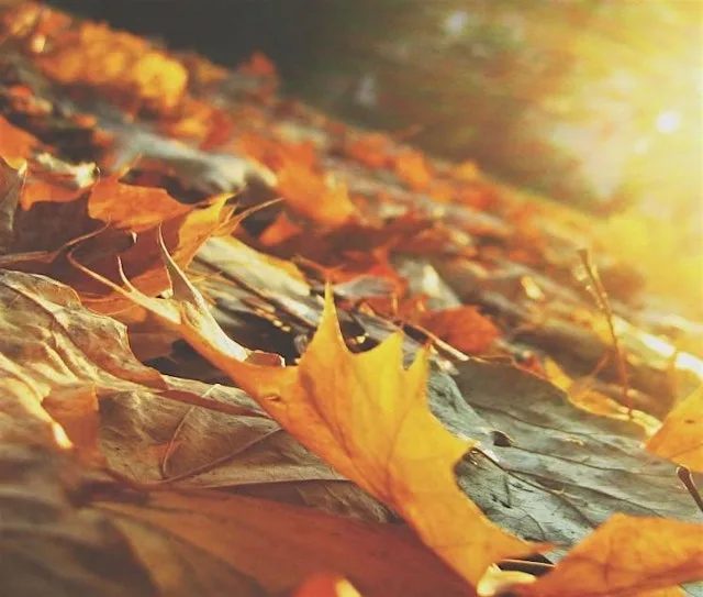 Leaves of Hope at CoLab Exeter