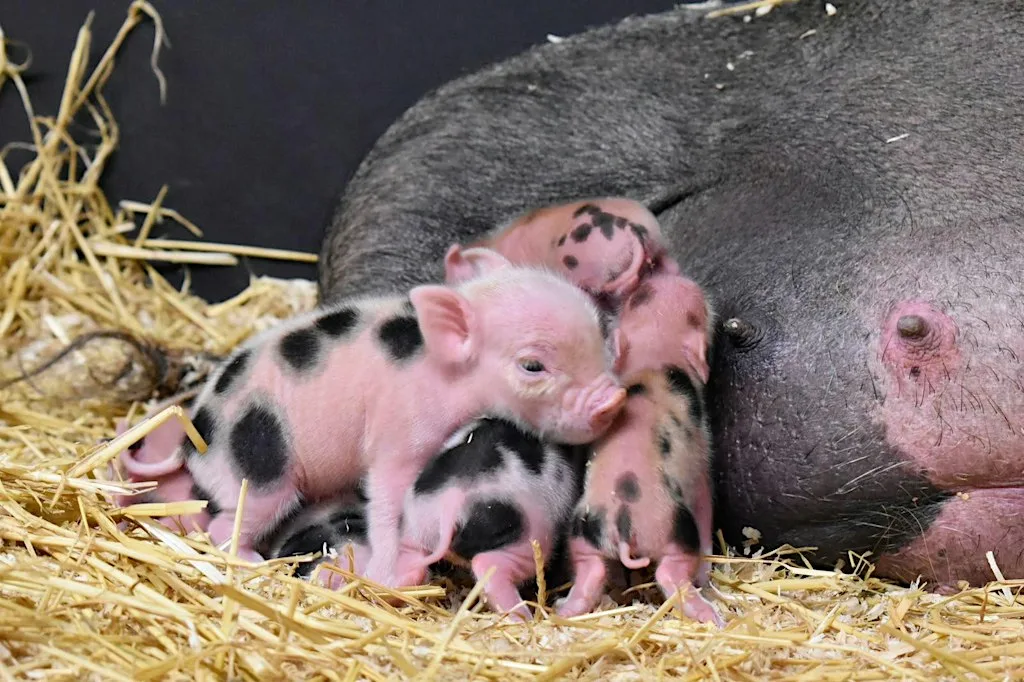 Meet the Piglets Experience at Seal C Of E Primary School