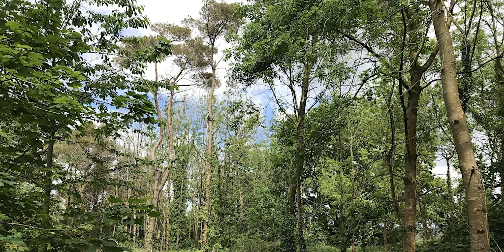 Wild Wellbeing Day: Slow Down, Create & Connect