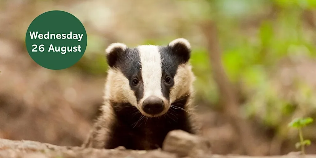 Badger Watching at Gosforth Nature Reserve