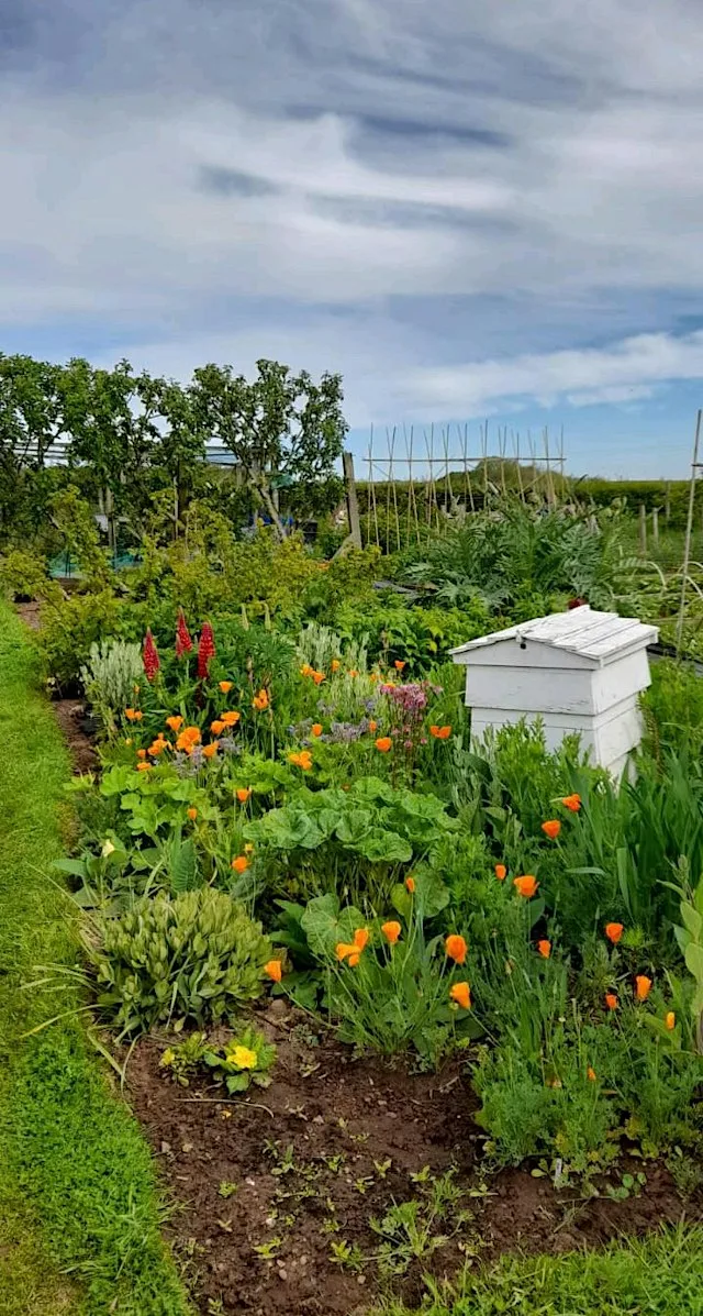 Beekeeping for improvers