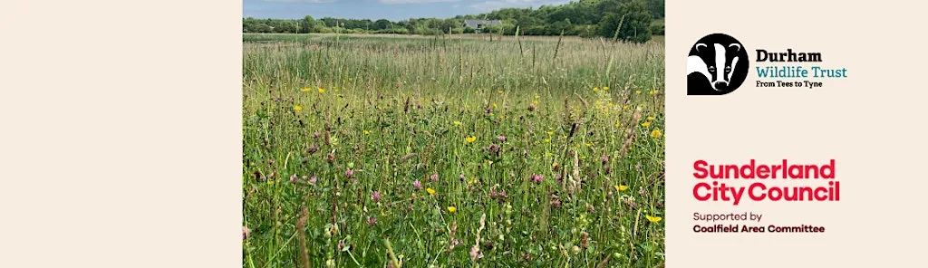Seasons of Connection – Nature, Community & Wellbeing: the Last Hurrah! at Rainton Meadows