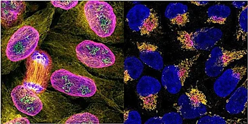 Antibody Validation: The Key to Reproducible and Reliable Research at Seminar Room, Institute of Developmental & Regenerative Medicine (IDRM) - University of Oxford
