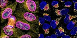 Antibody Validation: The Key to Reproducible and Reliable Research