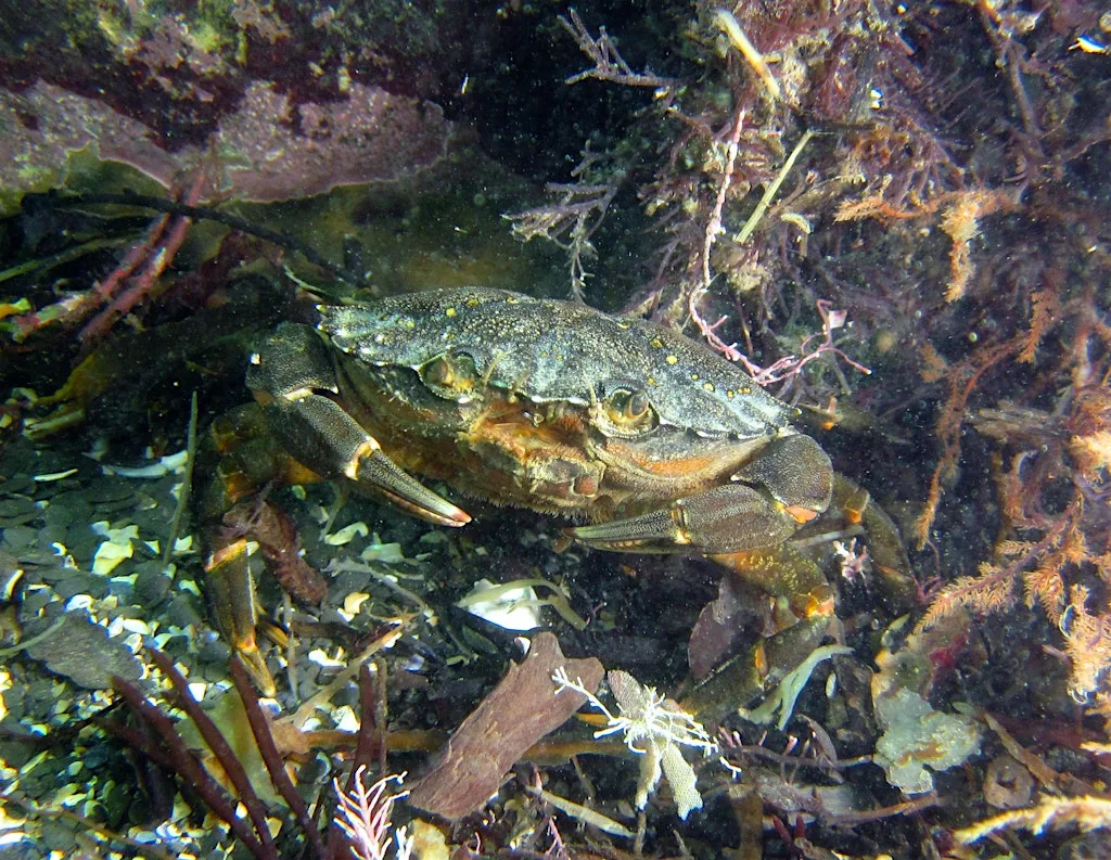 Crafty crabs at the Wild Seas Centre
