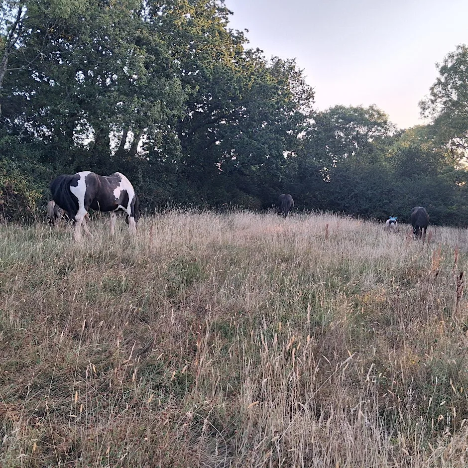 Gut feeling- management for equine gut health