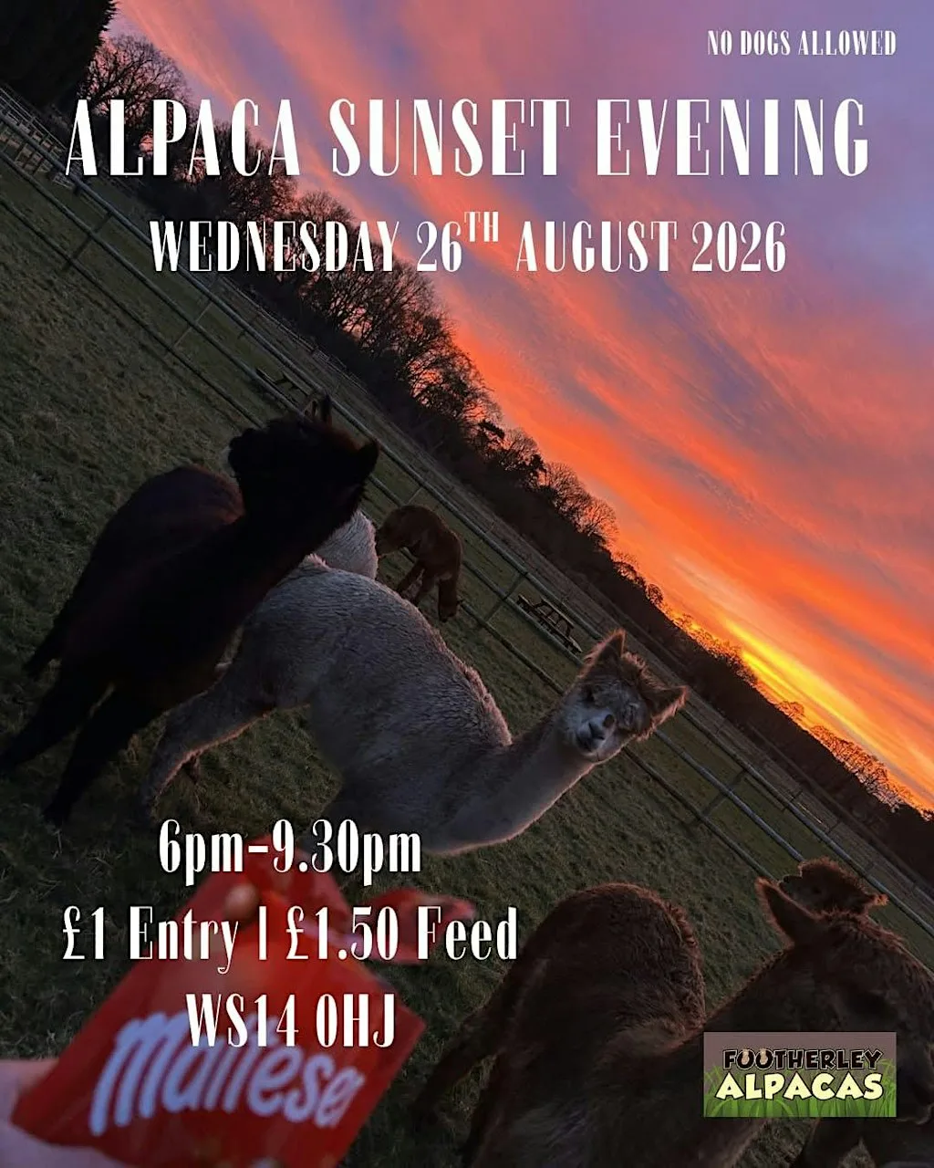 Alpaca Sunset Evening at Footherley Alpacas