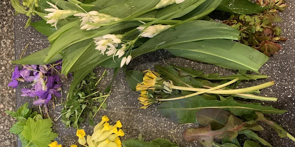 Foraging walk for beginners at Cheltenham