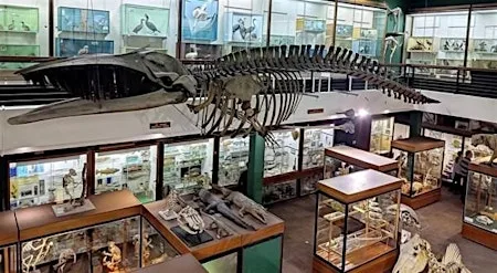 Zoology Museum Tour 12:00-12:45