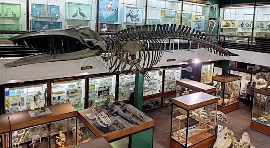 Zoology Museum Tour 12:00-12:45 at University of Aberdeen Zoology Museum