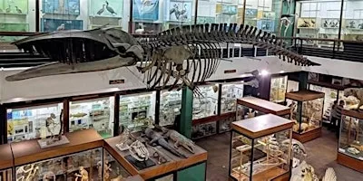 Zoology Museum Tour 12:00-12:45 at University of Aberdeen Zoology Museum