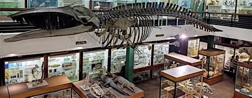 Zoology Museum Tour 12:00-12:45 at University of Aberdeen Zoology Museum