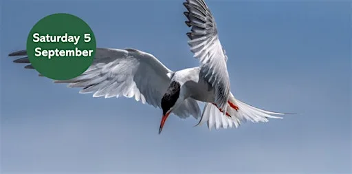 Summer Bird Walk: Migrating Birds