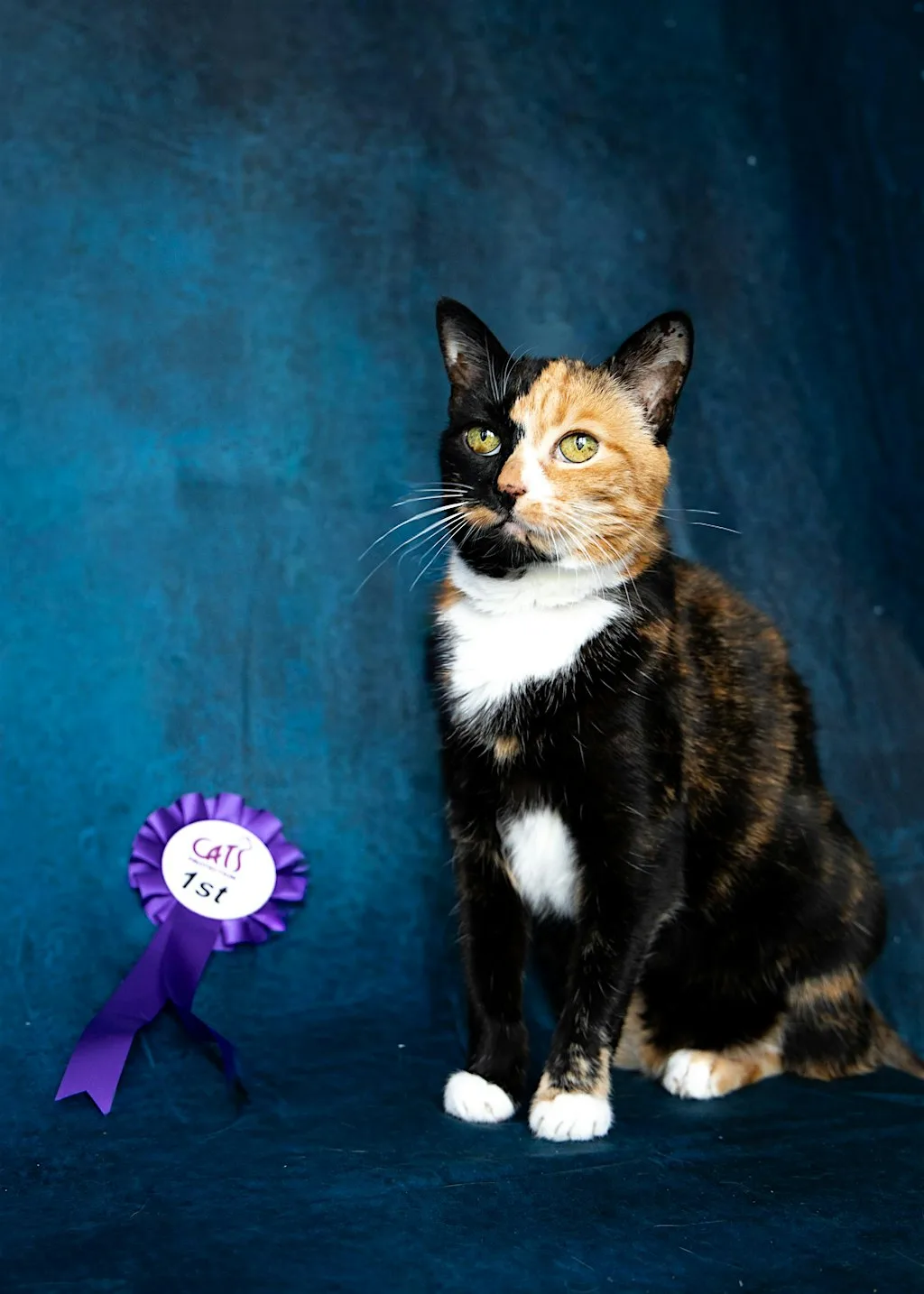 Pub Quiz Fundraiser for Cats Protection at Dram