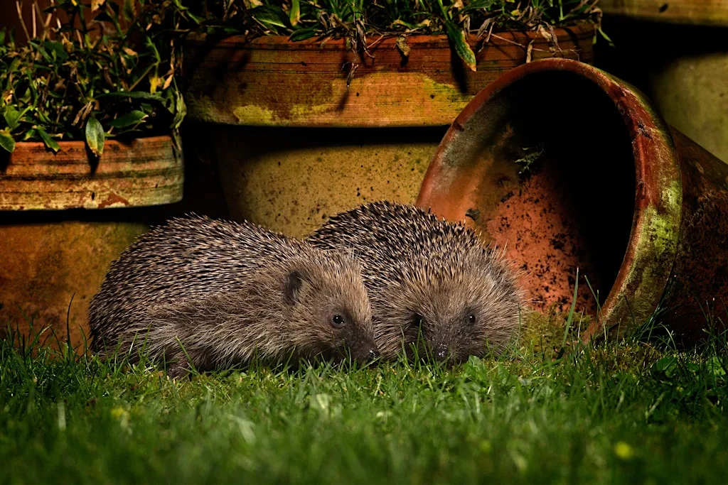Family Trail: Hedgehog Adventure - Sutton Courtenay, Tuesday 27 October