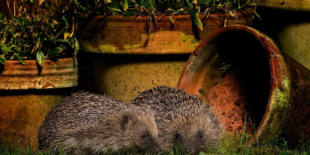 Family Trail: Hedgehog Adventure - Sutton Courtenay, Thursday 29 October