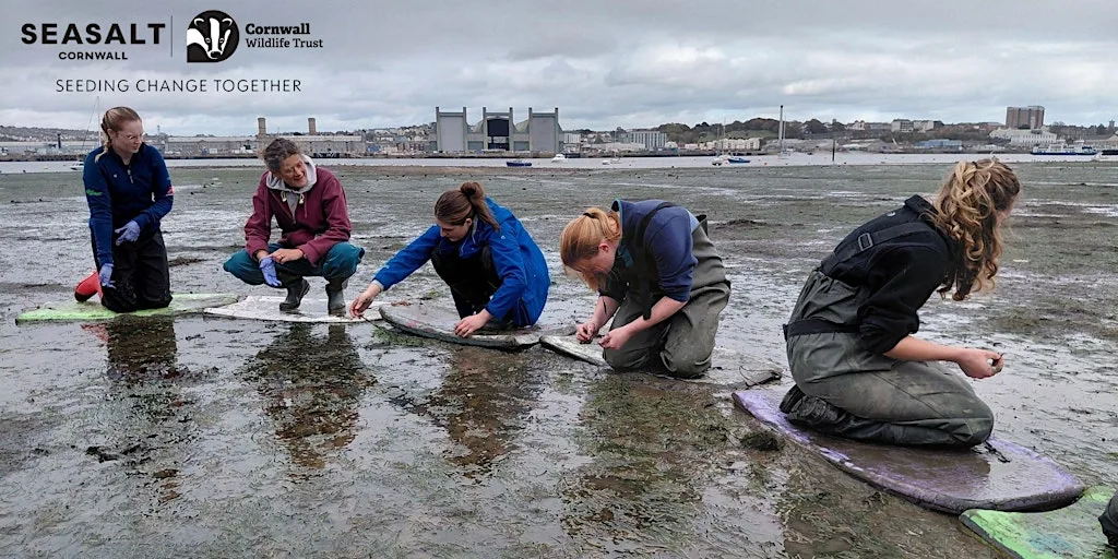 Torpoint - Intertidal seagrass seed collecting