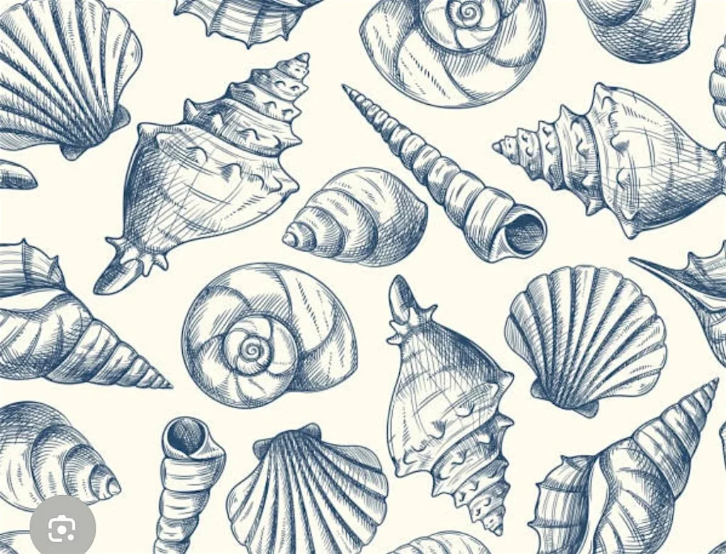 Draw and Paint Sea Shells from the Seashore at CoLab Exeter