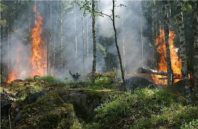 EUROPE BURNS: WHAT CAN WE DO?