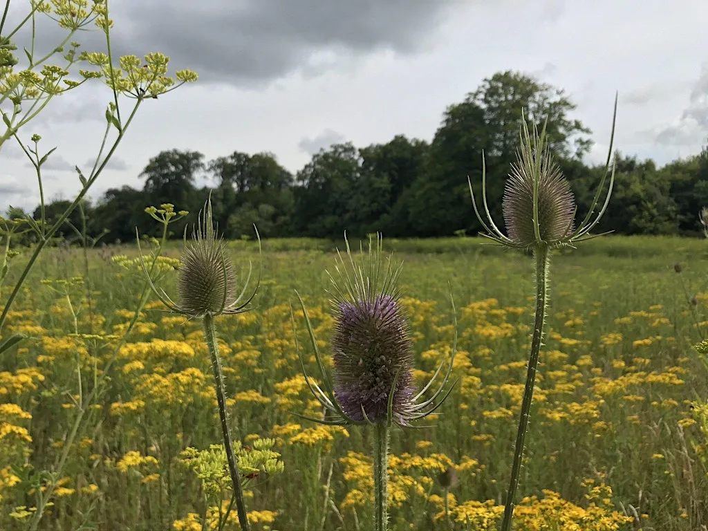 Guided walk at Sheepleas and West Horsley Place at Sheepleas, St Mary's Car Park