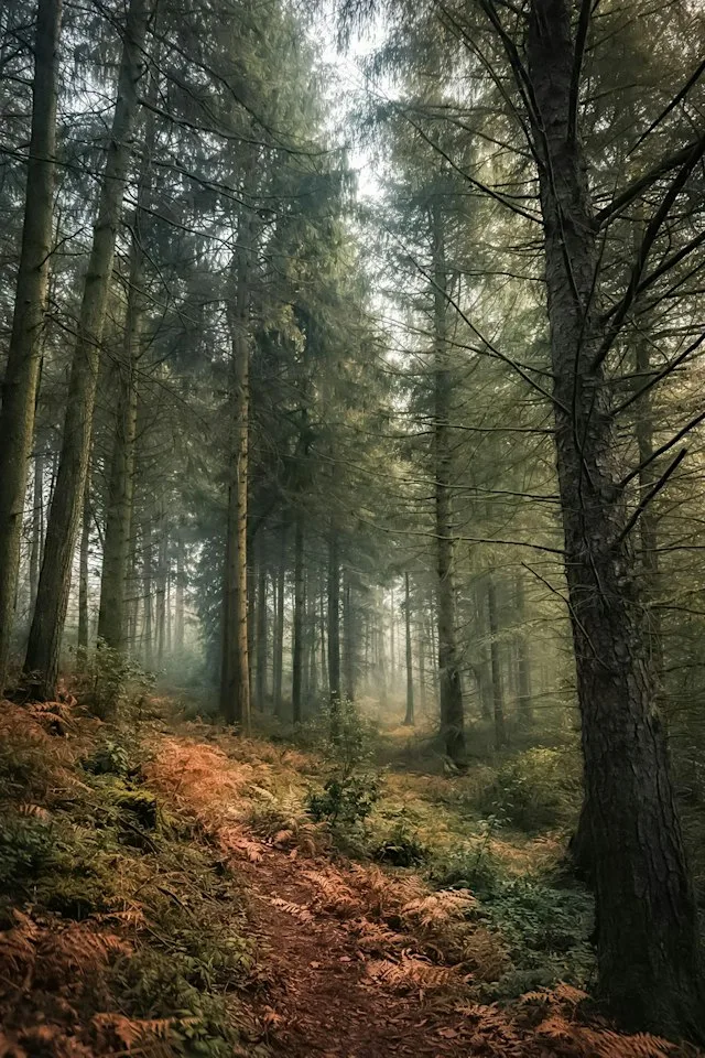 Forest Bathing at Himley Hall
