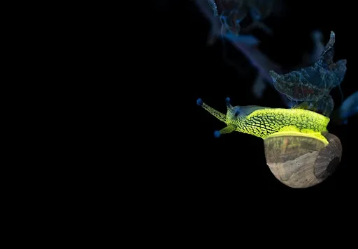 Biofluorescent Night Walks