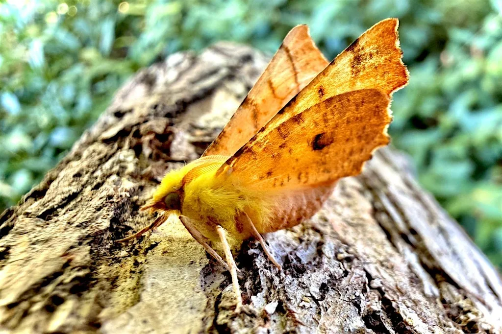 Moth Trapping at Attenborough Nature Reserve at Attenborough Nature Reserve - Parking at ANC