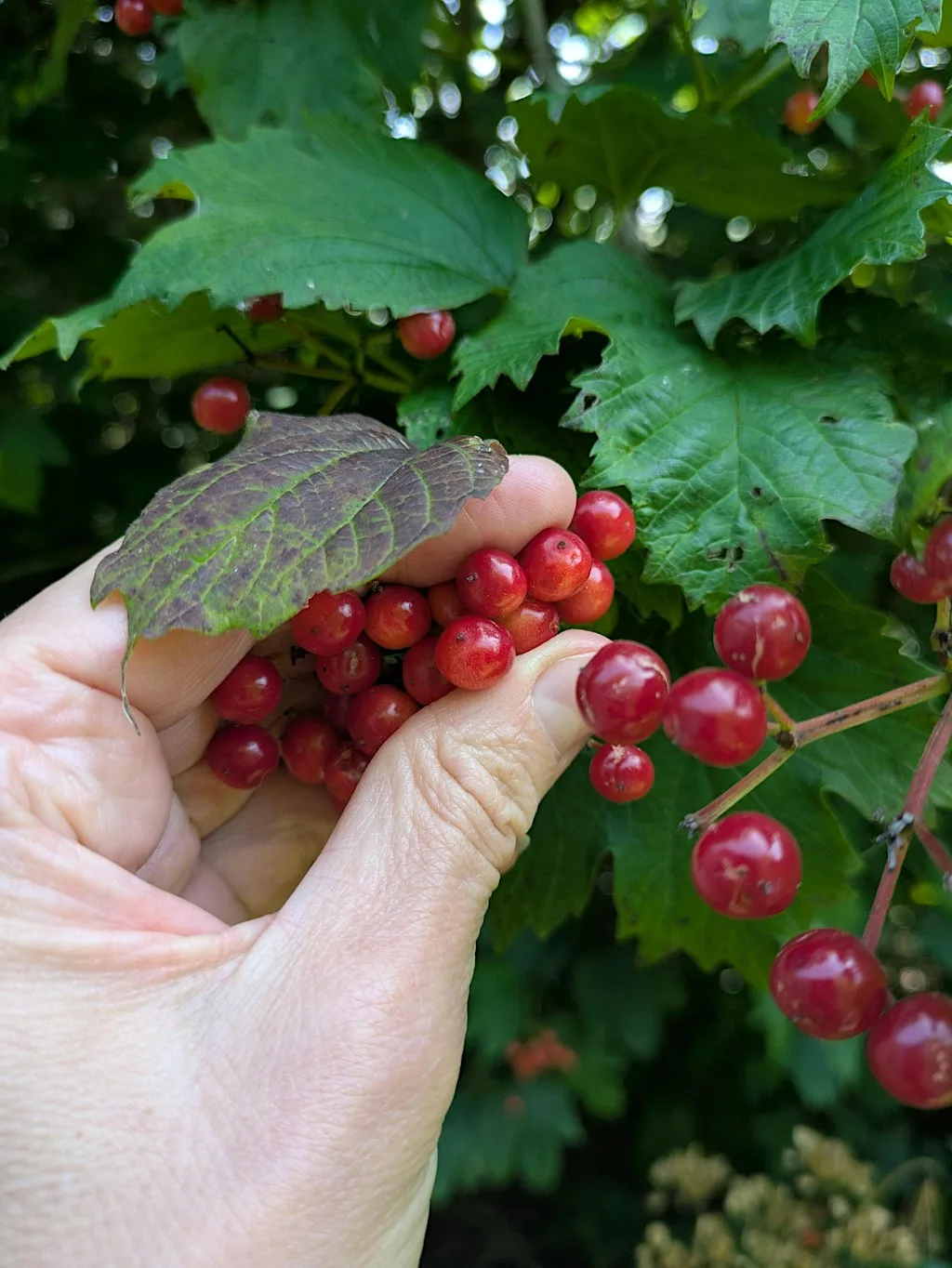 Seed Collecting with Moor Trees at Plymbridge Woods