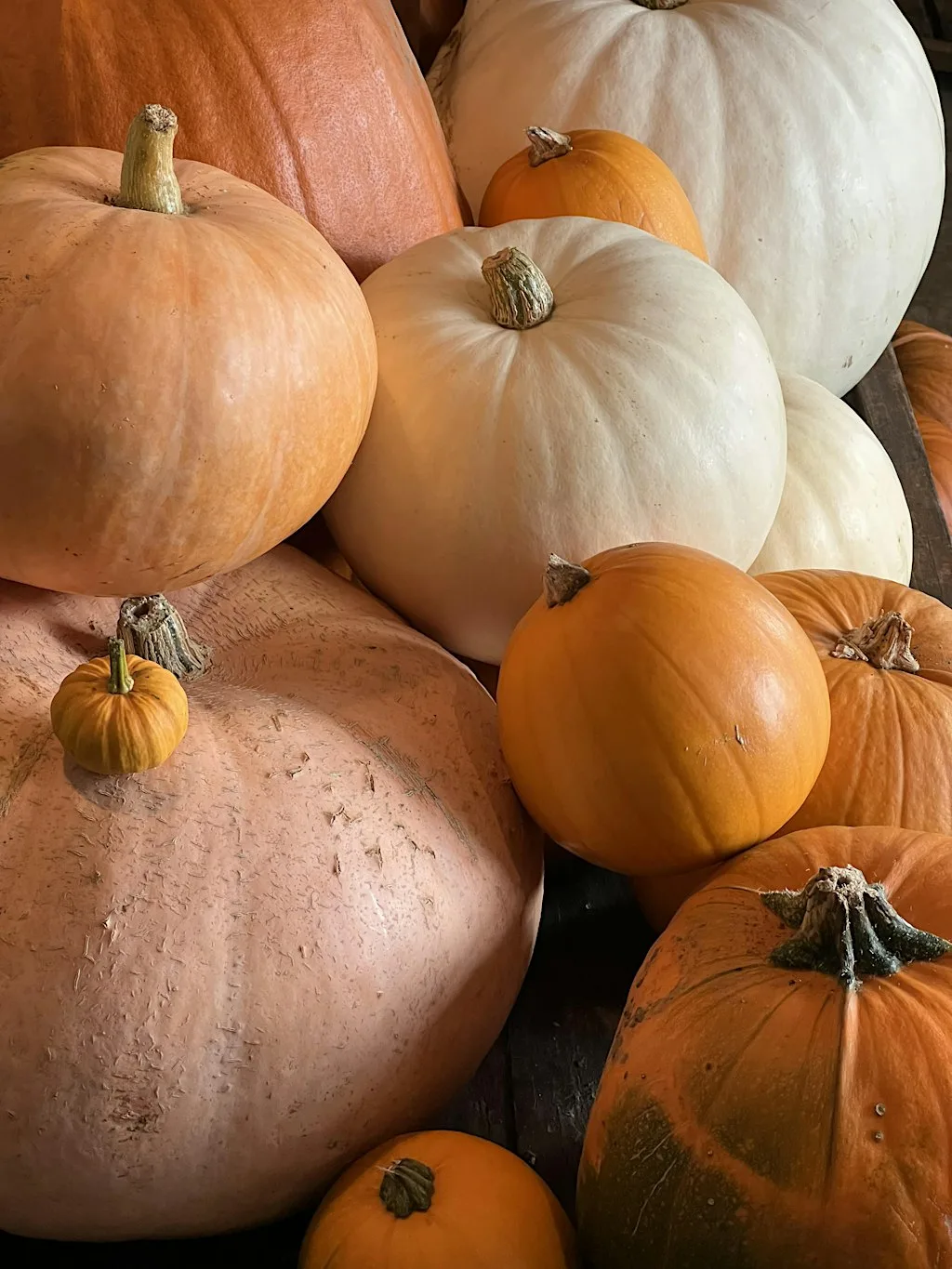 Haunted Woods Pumpkin Pick n Carve at Fields Farmshop & Cafe
