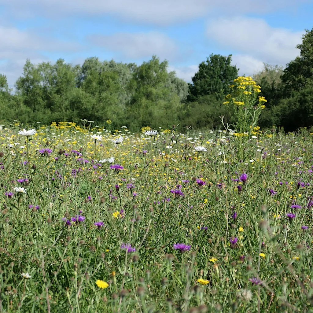 Discover the Plants and Fungi of Woods Mill Nature Reserve (100337035)