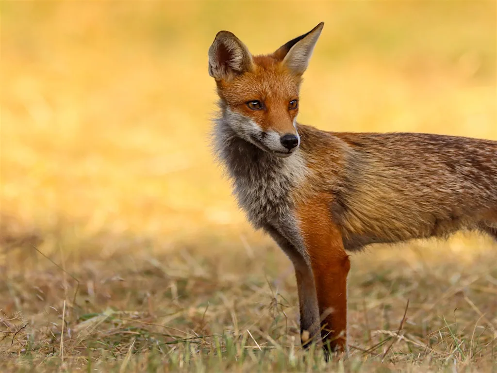 East London Wildlife Photography Workshop at Walthamstow Wetlands