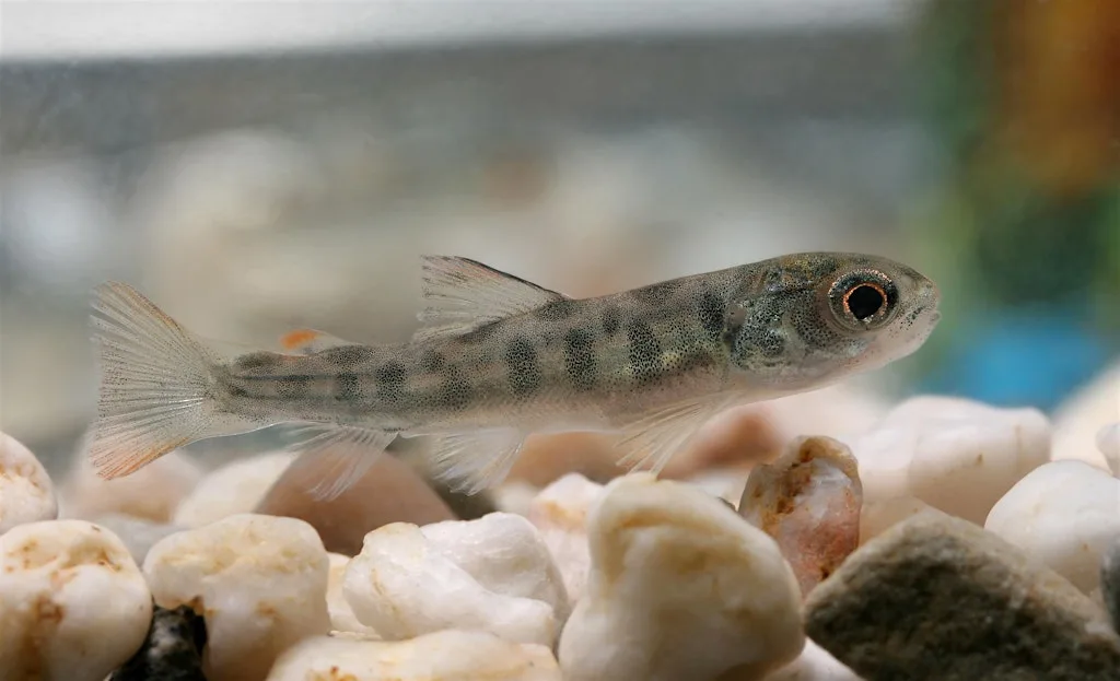 Brown Trout Redd Survey Training