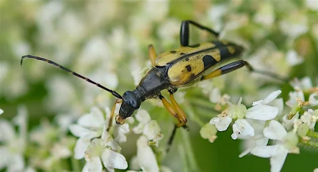 Creepy Crawlies of Cannon Hill Park at Birmingham Wildlife Conservation Park