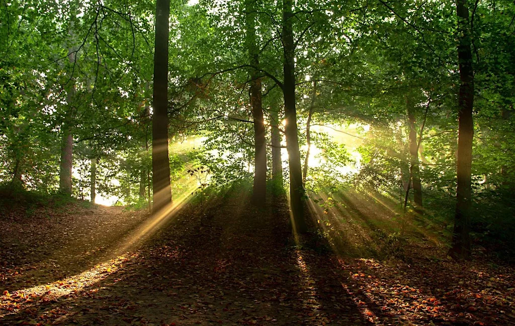 Woodland Walk & Meditation