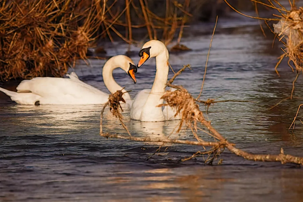 Wildlife Photography Workshop