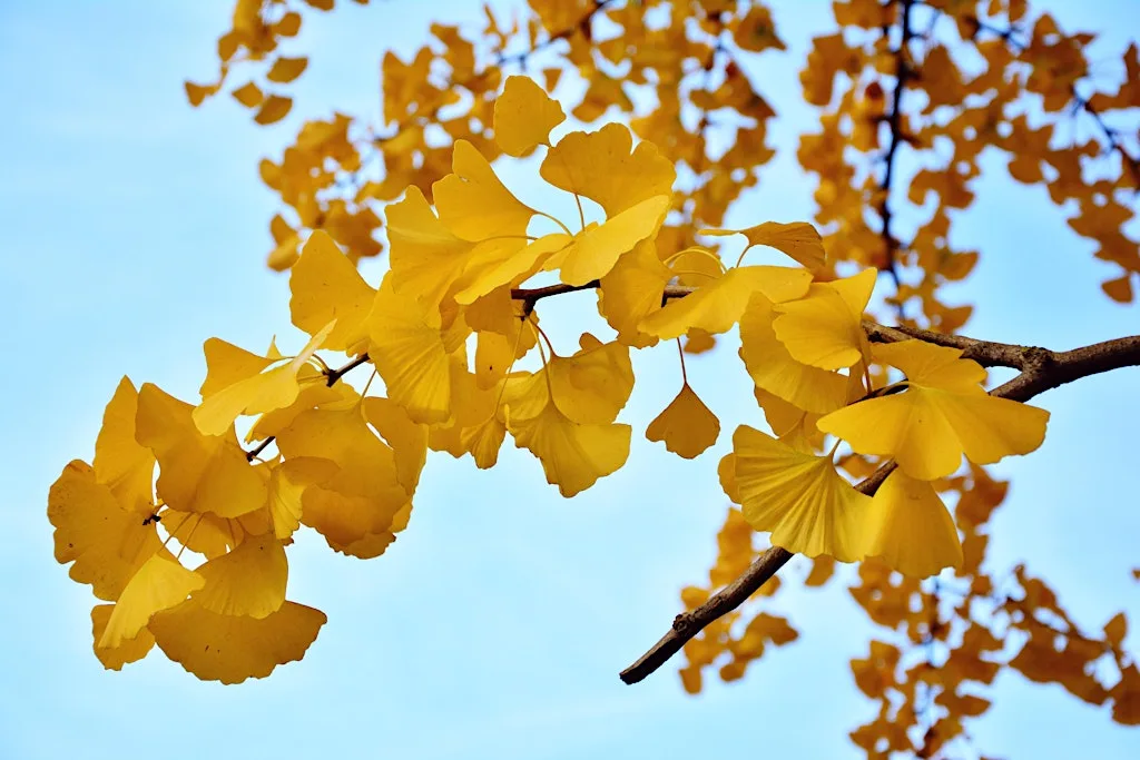 Autumn Remedies: Brain Tonics & Healing Oils