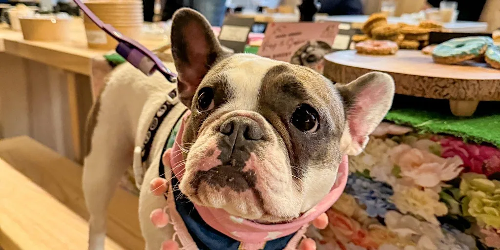 Halloween Dog Tea Party at Cambridge Street Collective