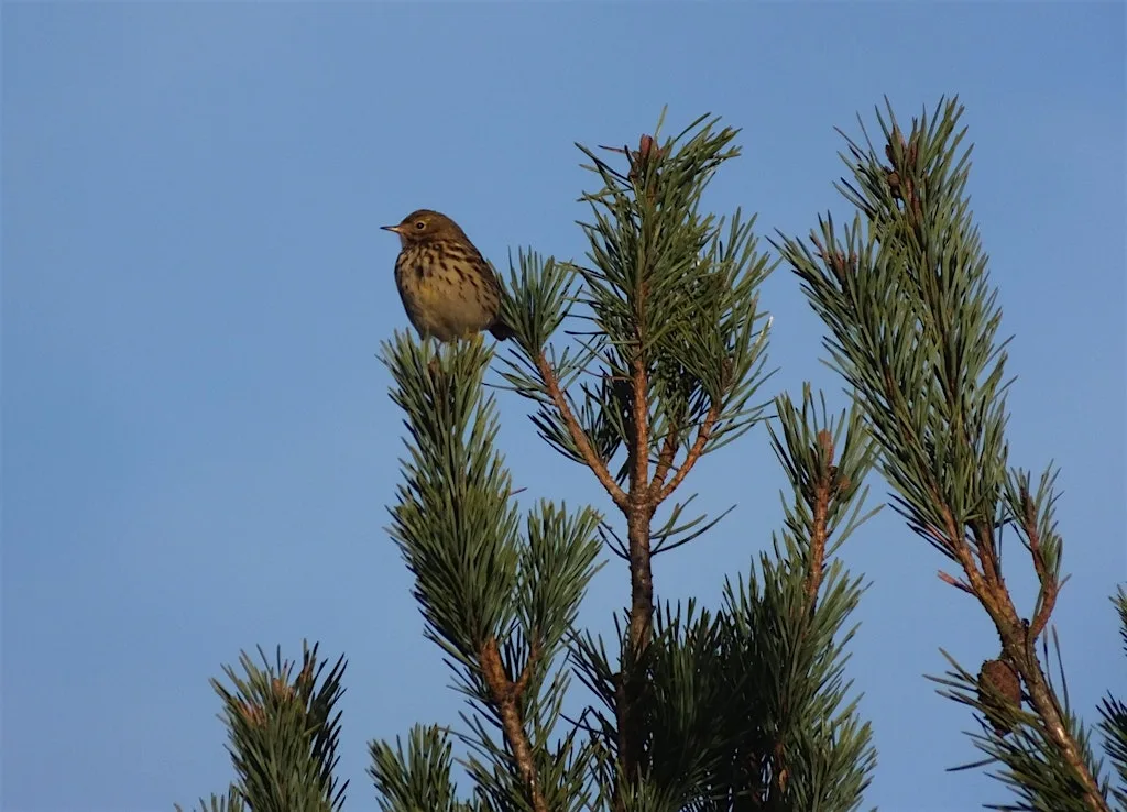 Bird Walk - World Migratory Bird Day